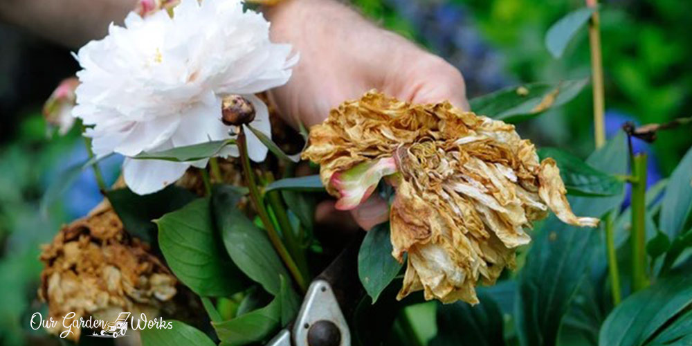 Achieving Better Blooms - Should You Deadhead Peonies