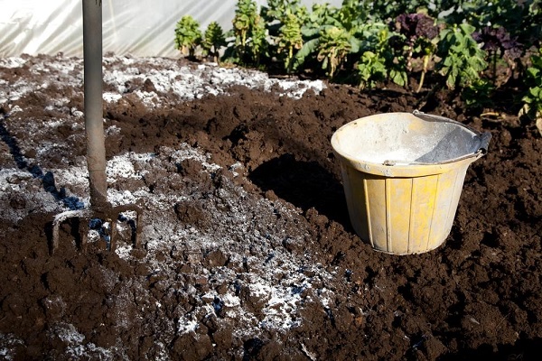 Adding limestone to the soil