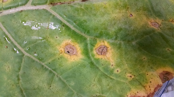 Alternaria leaf spot in broccolini