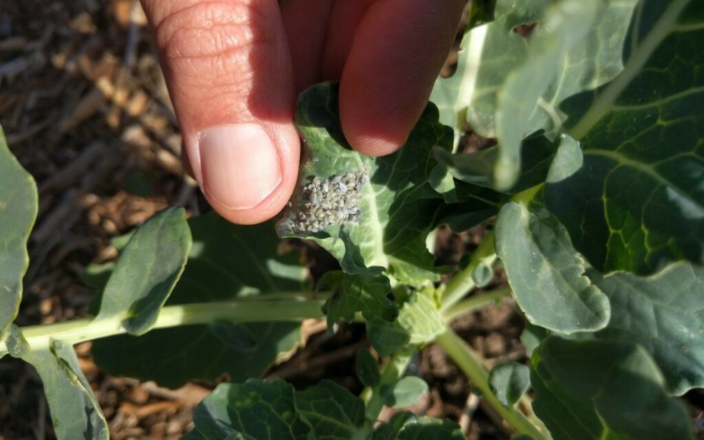 Aphids on broccoli