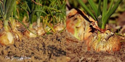 8 Best Fertilizers For Onions – Reviews & Top Picks In 2023