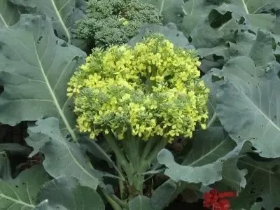Broccoli that is left to bloom in the stem