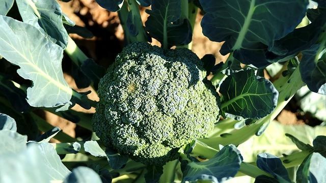 Broccoli thrives in clay loam soil