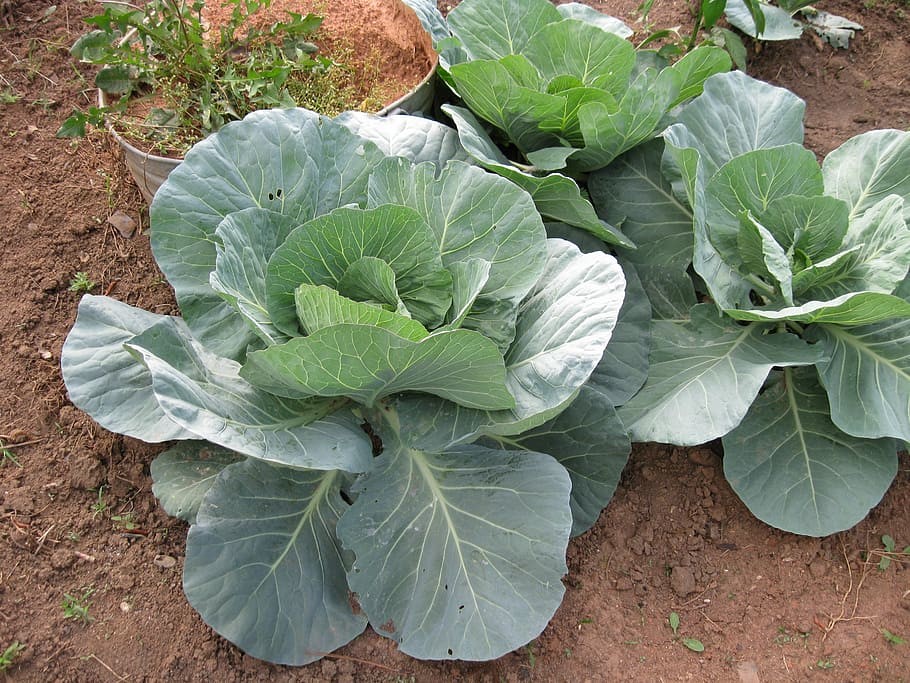 Cabbage in clay soil