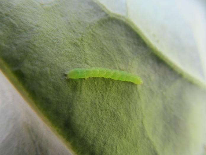 Cabbage loopers or worms in broccolini