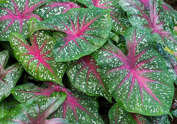 Caladium