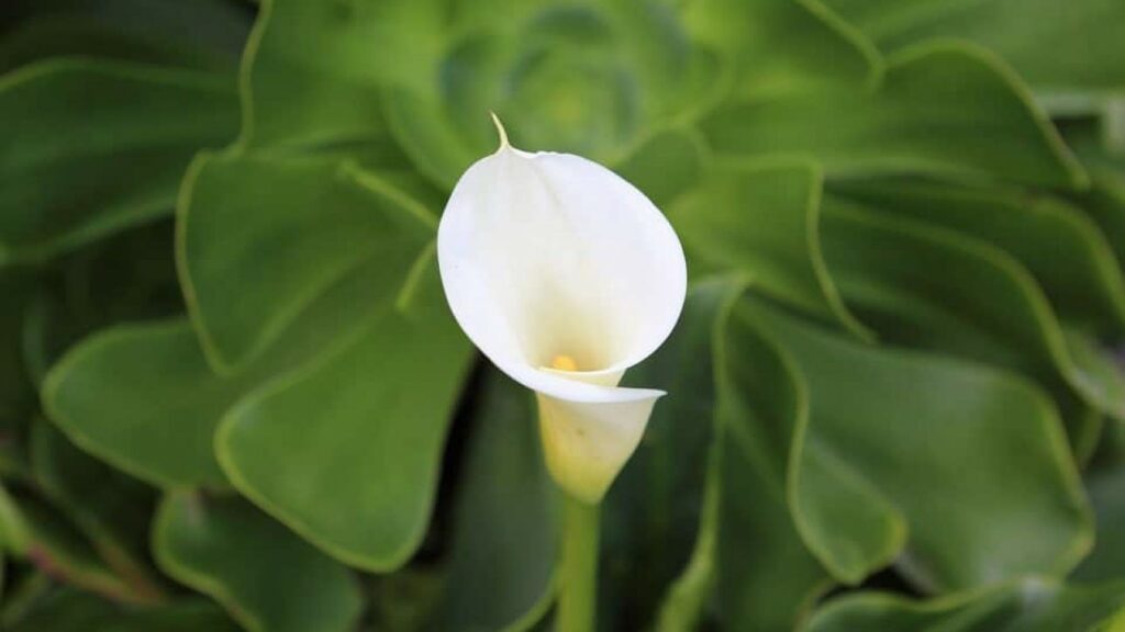 Calla lily