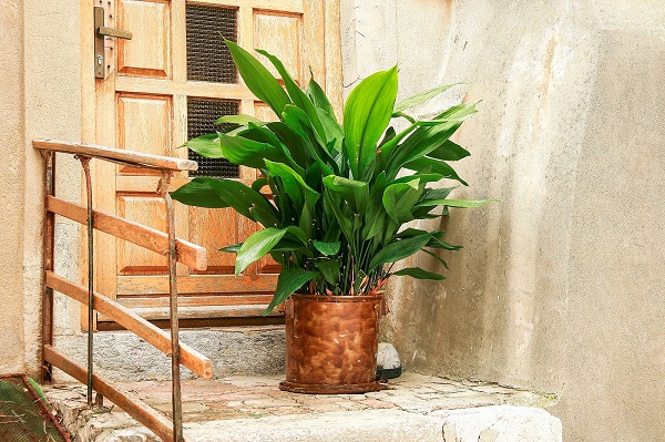 Cast iron plant