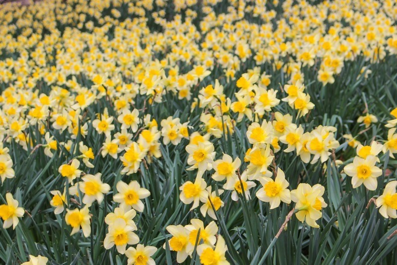 Daffodils