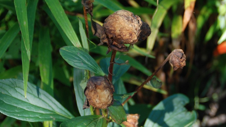 Dead peony flowers/buds