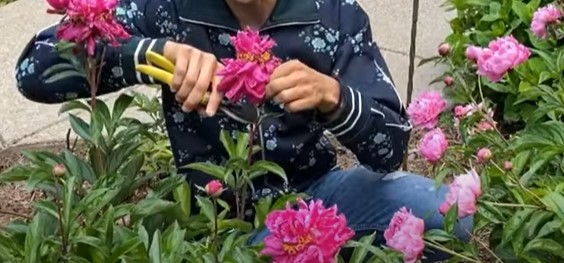 Deadheading peonies