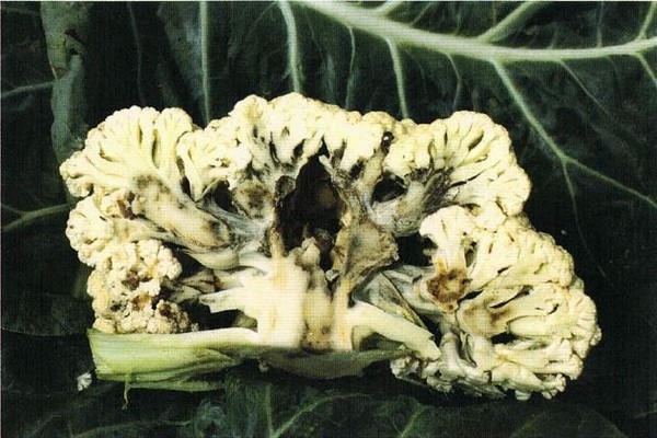 Downy mildew in brassica vegetables