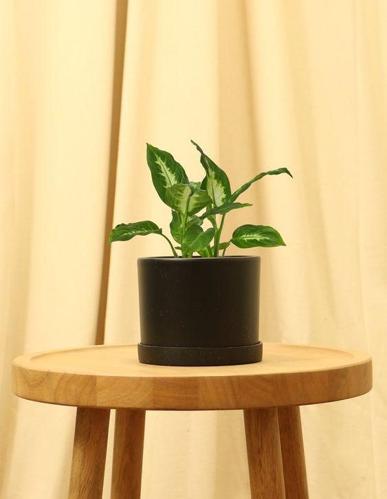 Dumb cane plant as a centerpiece