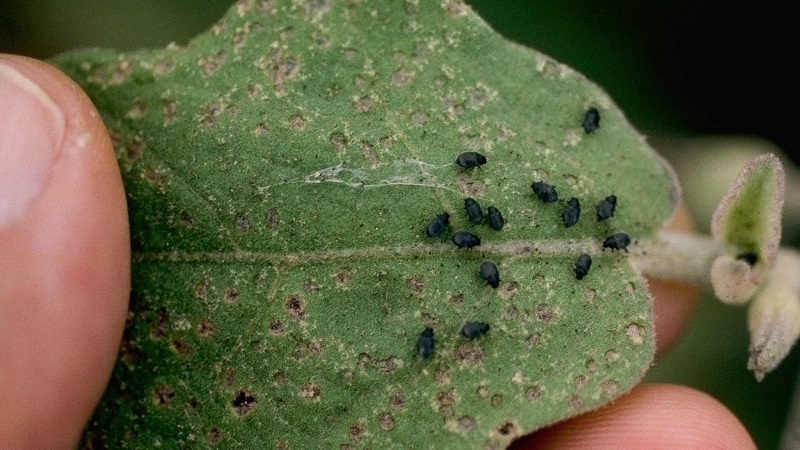 Flea beetles in broccolini