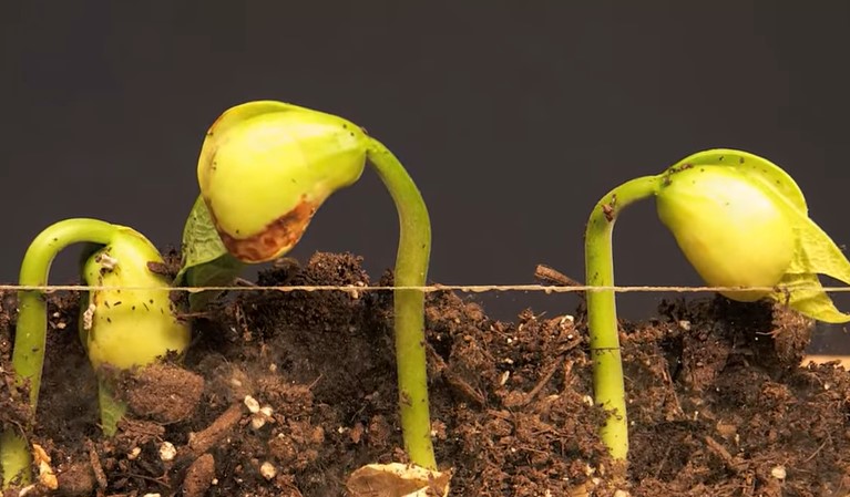 Germination of lima beans