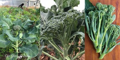 Growing Broccolini From Seed: A Step-By-Step Guide
