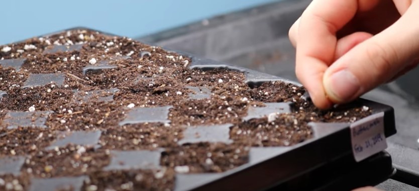 Growing lettuce from seed in the soil
