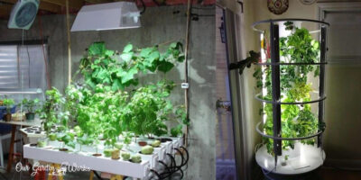 Urban Gardening 101: How To Build A Grow Room In A Garage