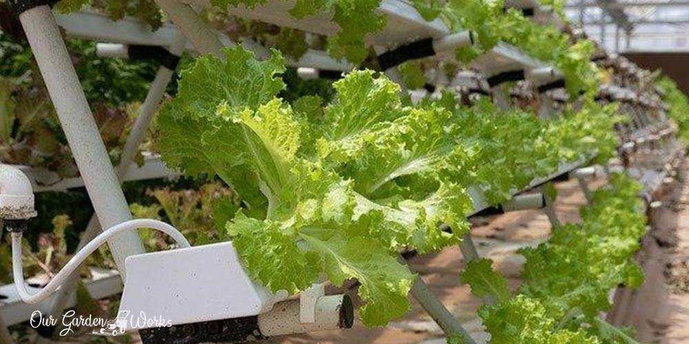 How To Harvest Lettuce So It Keeps Growing