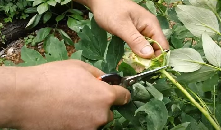 How to deadhead tree peonies