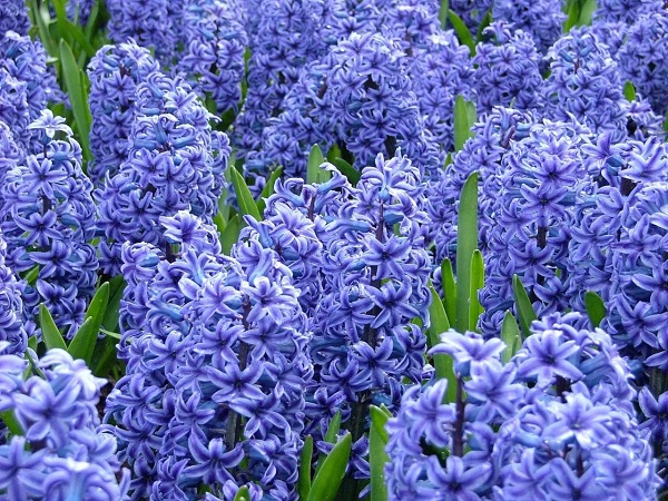 Hyacinth