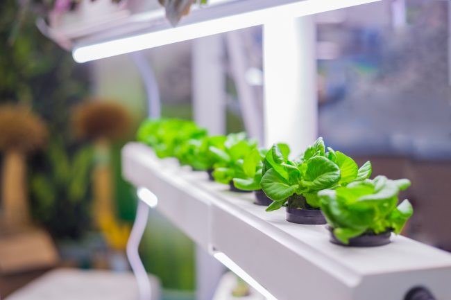 Hydroponic layout in shelves
