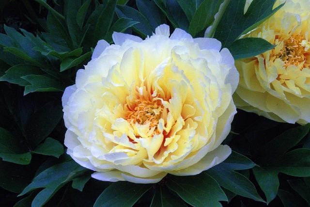 Itoh peony