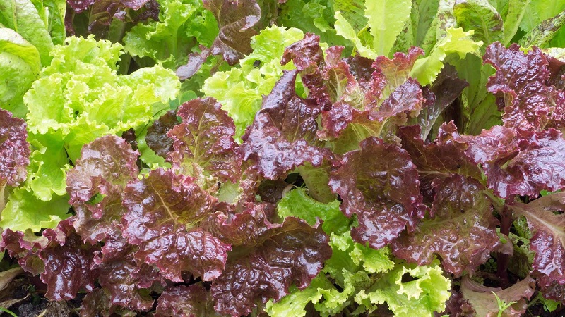 Leaf lettuce varieties