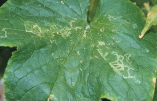 Leafminers in Brassica