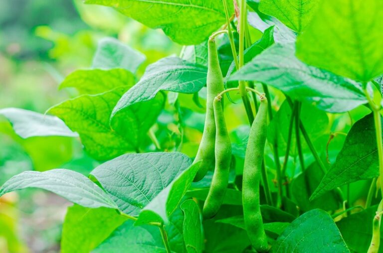 how to grow lima beans in a cup