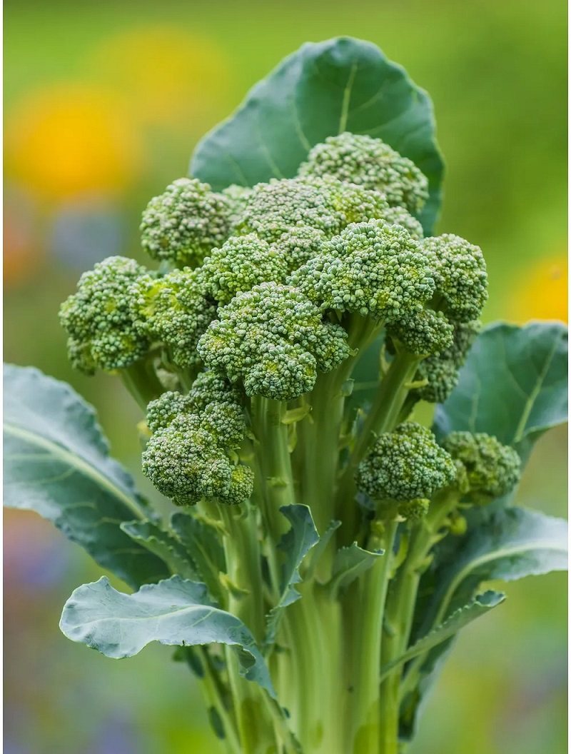 Growing Broccolini From Seed A StepByStep Guide