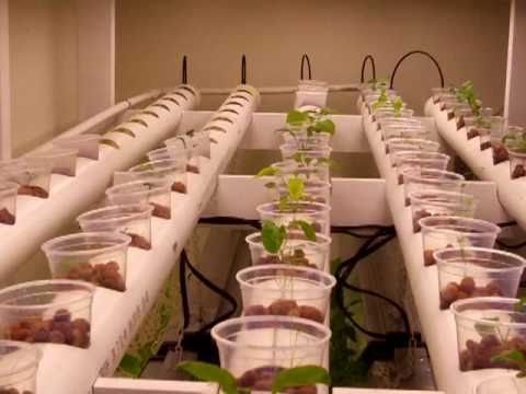 Parallel hydroponics layout
