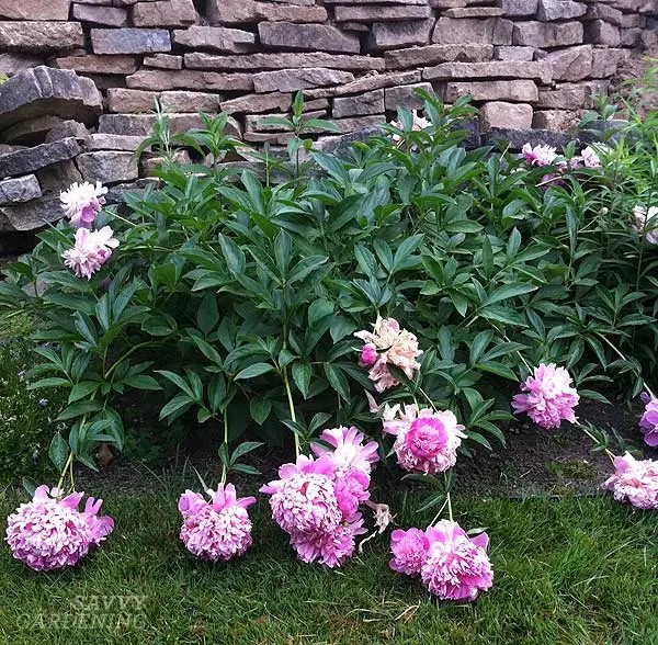 Peonies falling over due to the weight of the flowers