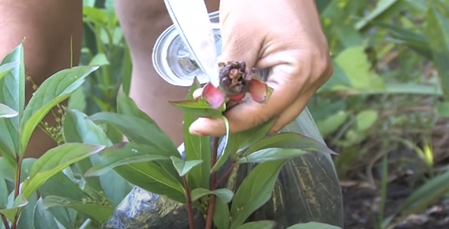 Peonies with developed seed pods