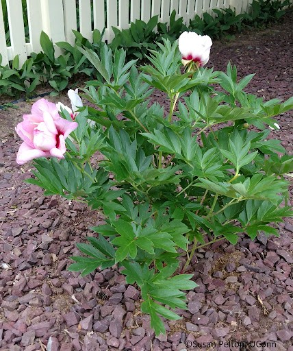 Peony bush with few blooms