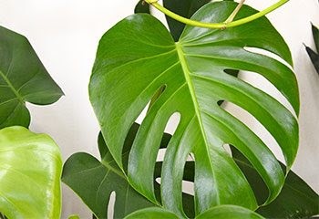 Philodendron