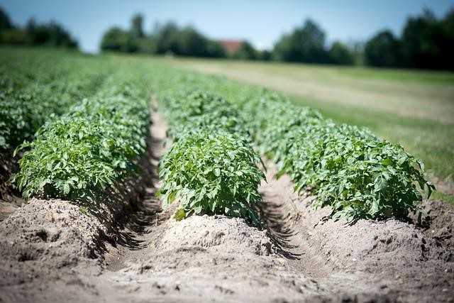 Potatoes ready for harvest