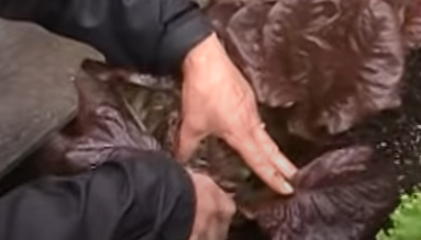 Pruning the outer leaves of lettuce