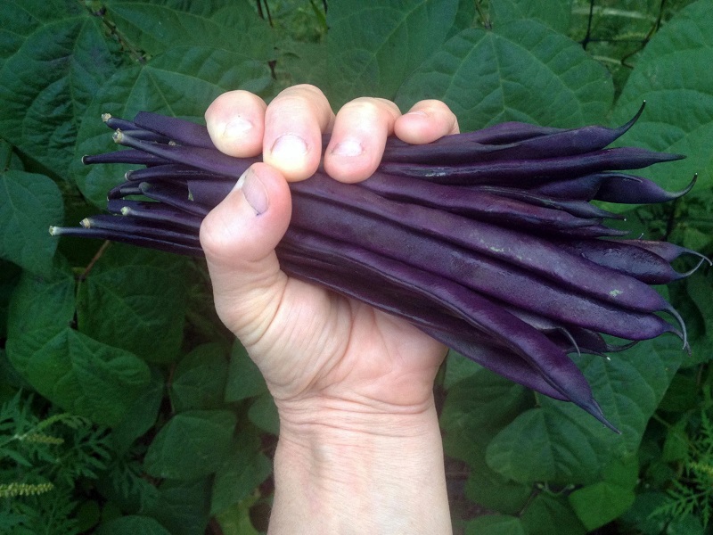 Purple pole beans or snap beans