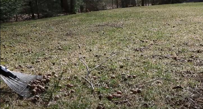 Raking technique in picking up acorns