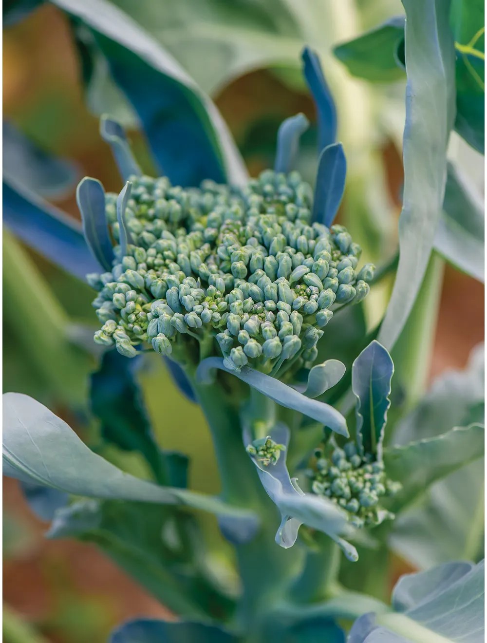 Growing Broccolini From Seed A StepByStep Guide