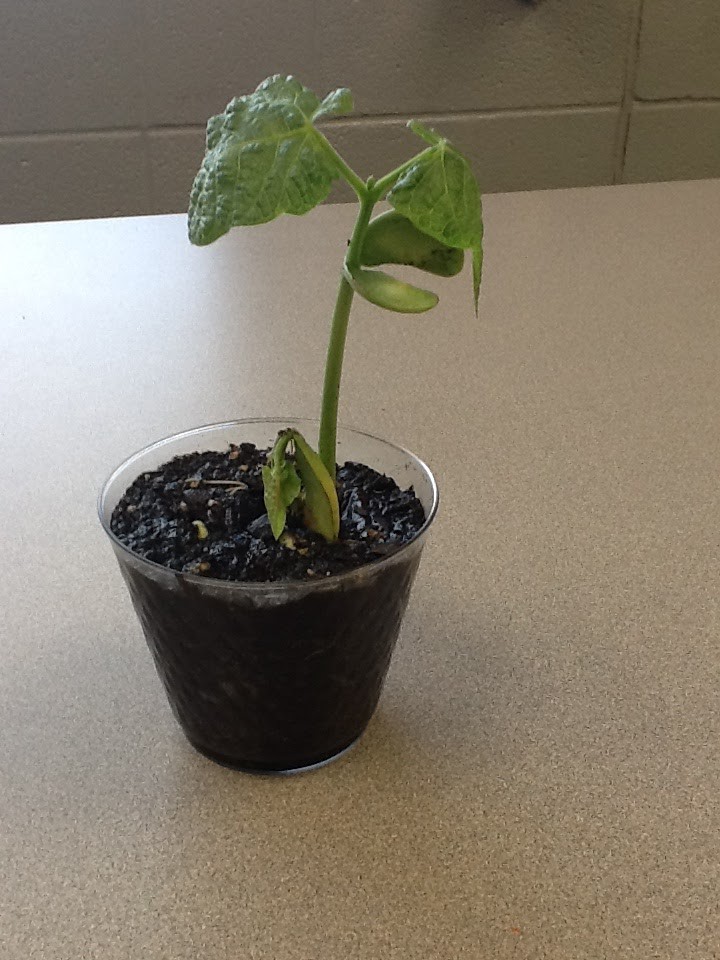 Seedling stage of lima beans