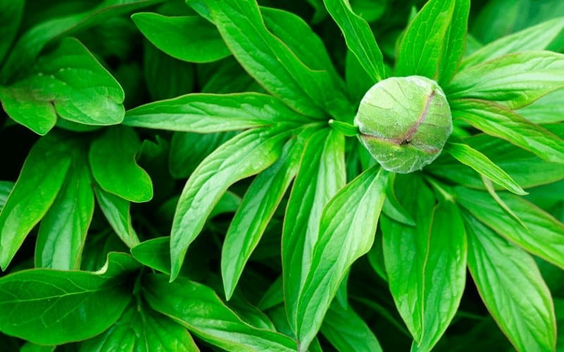 Slow development of peony buds