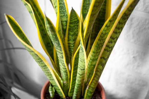 Snake plant