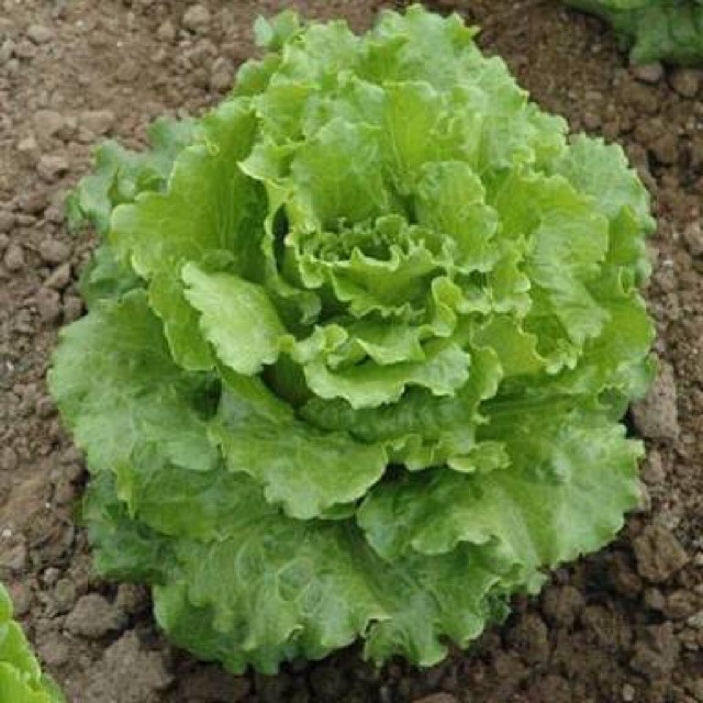 Summercrisp lettuce