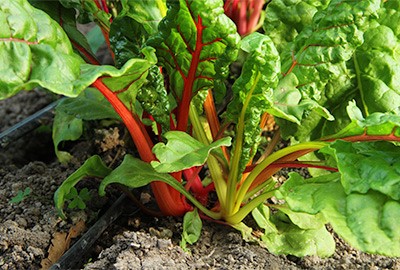 Swiss chard in clay soil