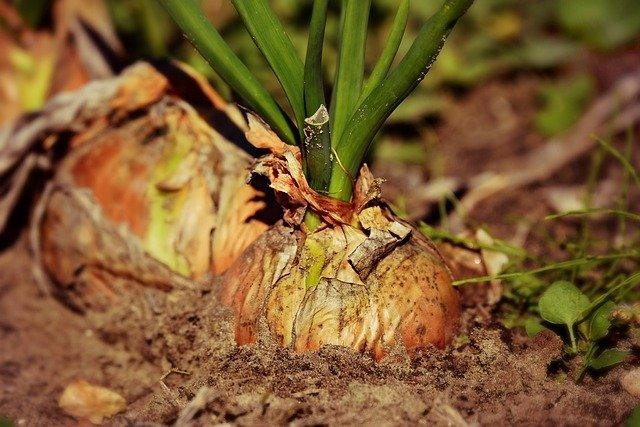Things to remember in fertilizing onions