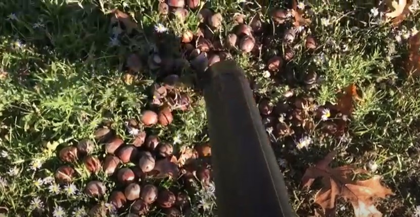 Vacuuming acorns