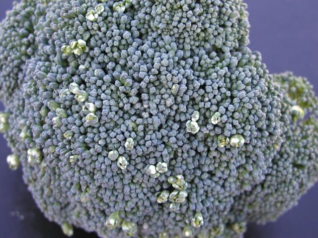 White blister (Albugo candida) in broccolini