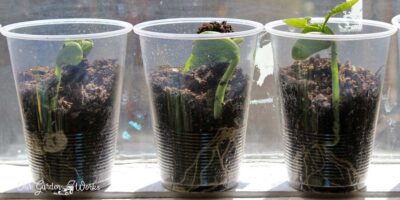 Urban Gardening Tips: How To Grow Lima Beans In A Cup